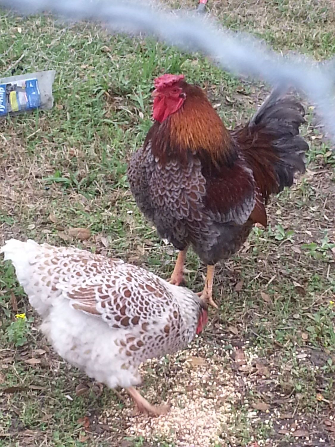 IMG I'm looking for honest opinions on what yall think about this pair for breeding